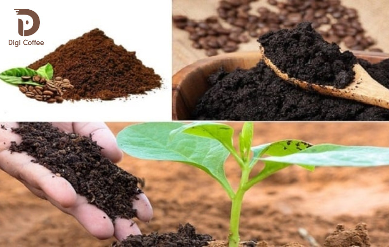 Bã cà phê được sử dụng làm phân bón cho cây trồng