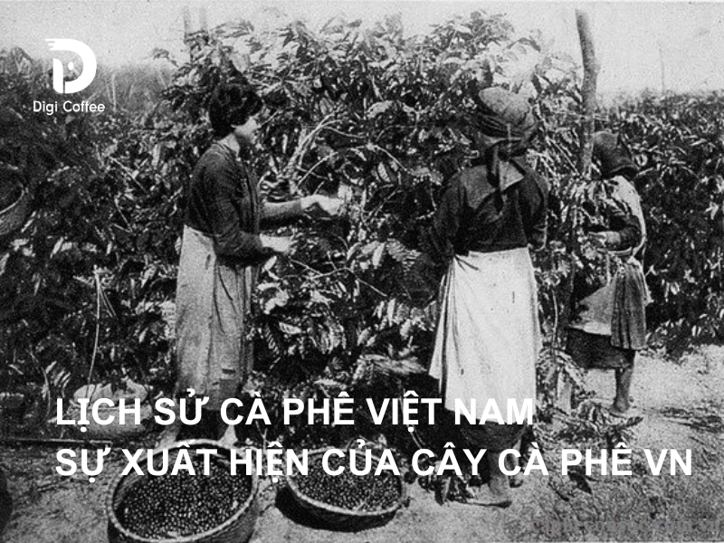 Lịch sử của cây cà phê ở Việt Nam