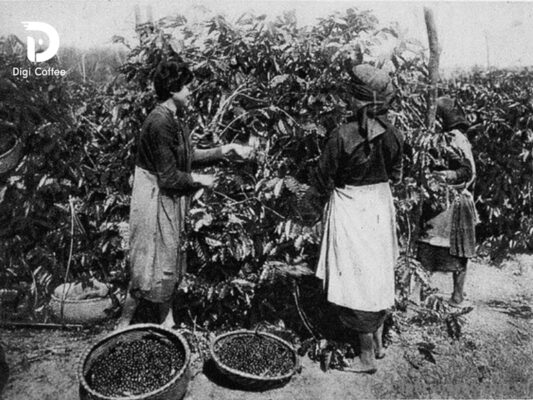 Người dân Tây Nguyên đang thu hoạch cà phê