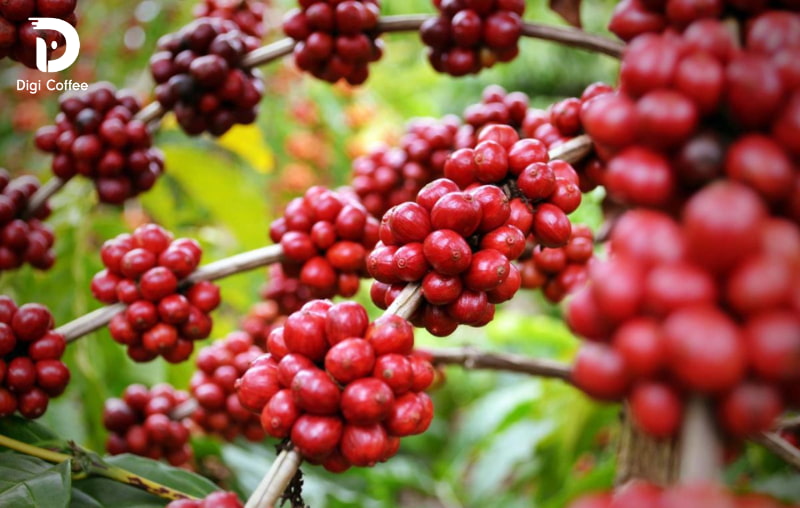 cà phê robusta chín đỏ