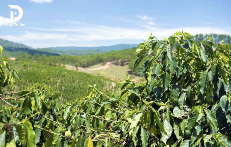 vùng trồng cà phê robusta tại việt nam