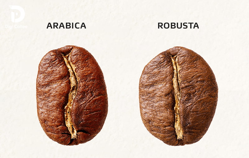 điều kiện trồng của 2 loại cà phê robusta và arabica