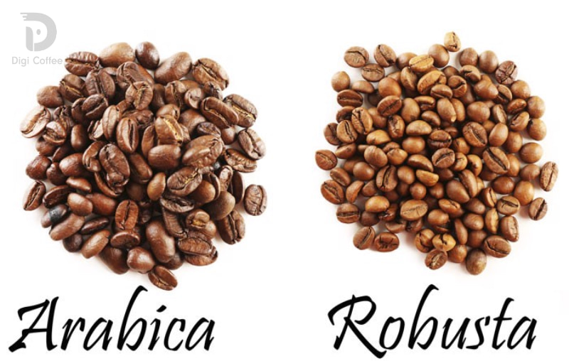 hình dáng hạt của 2 loại cà phê arabica và robusta